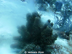 Spawning coral by Veronica Main 
